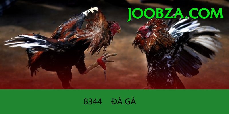 Đá Gà Trực Tiếp - Ưu đãi đặc biệt